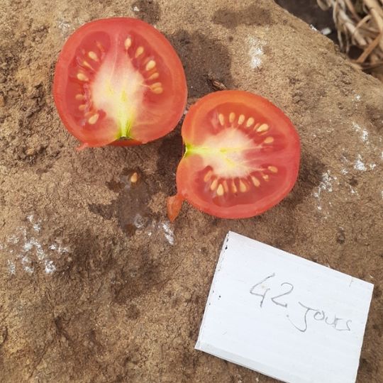 Tomato 42 days (Solanum lycopersicum) | Terre promise